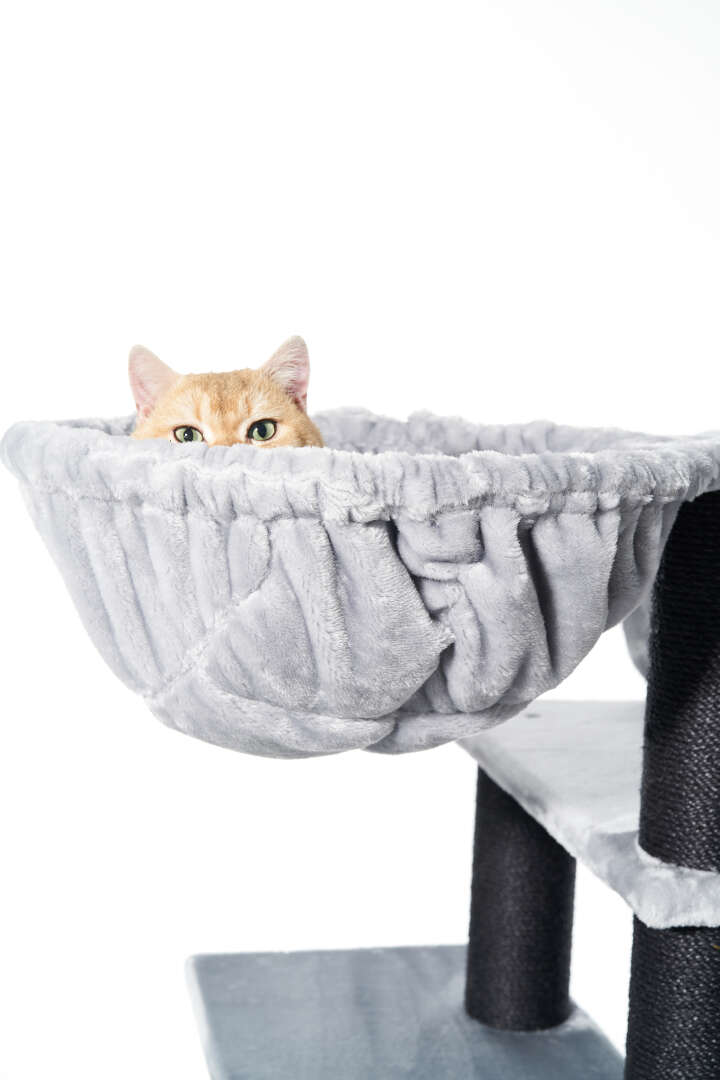 Nobby Kratzbaum Todor